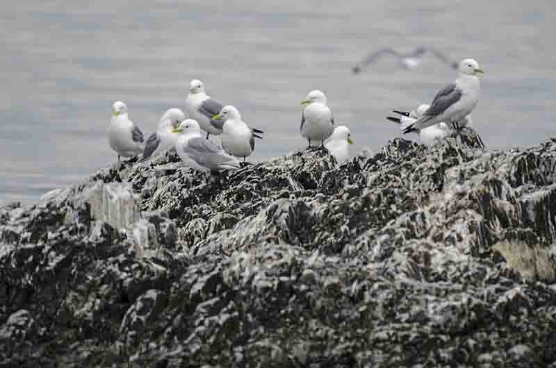 Black-legged Kittiwake - islas Svalbard - Noruega 3.jpg